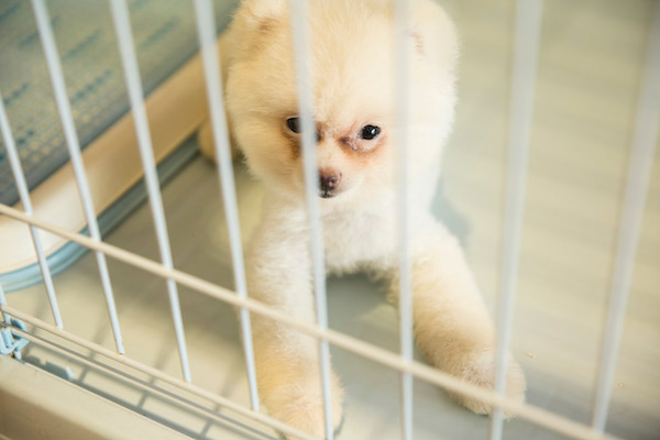 冬季天冷,铲屎官莫大意,一定要给松狮犬做好保温工作!